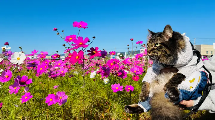 高知市 高須 コスモス畑で癒やしのひととき トラちゃんと秋の絶景を散歩