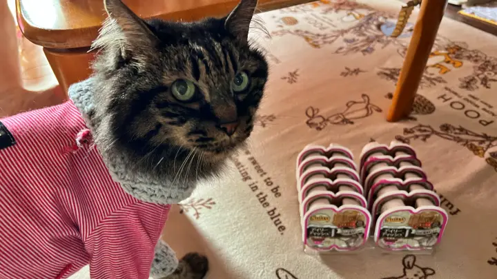 キャットフード デイリーディッシュ トラちゃんに届いたクリスマスプレゼント