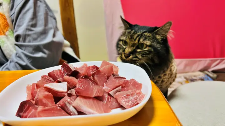ハマチ さすがは猫のトラちゃん 鮮度抜群で美味しい事を知ってます! おねだりが激しい