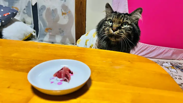 ハマチ さすがは猫のトラちゃん 鮮度抜群で美味しい事を知ってます! おねだりが激しい