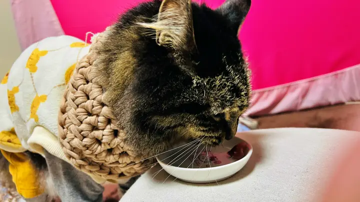 ハマチ さすがは猫のトラちゃん 鮮度抜群で美味しい事を知ってます! おねだりが激しい