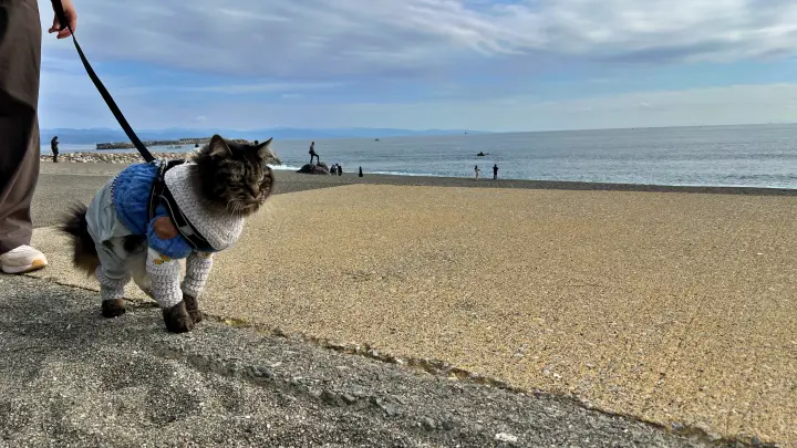 桂浜を散歩 高知のご当地キャラに会えました 猫の本能も発揮した楽しい休日