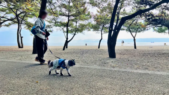 桂浜を散歩 高知のご当地キャラに会えました 猫の本能も発揮した楽しい休日