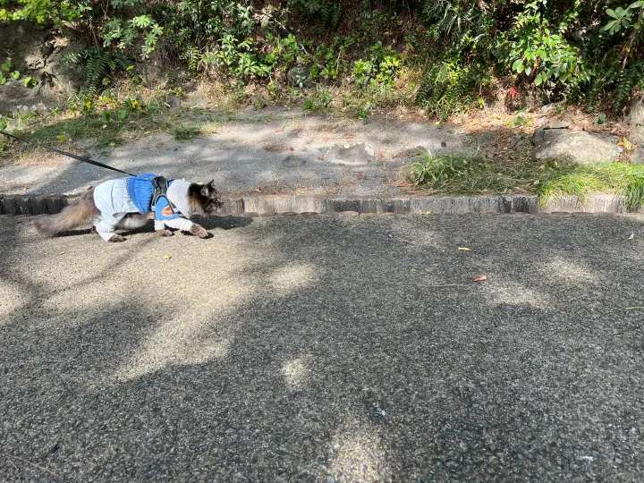 桂浜を散歩 高知のご当地キャラに会えました 猫の本能も発揮した楽しい休日