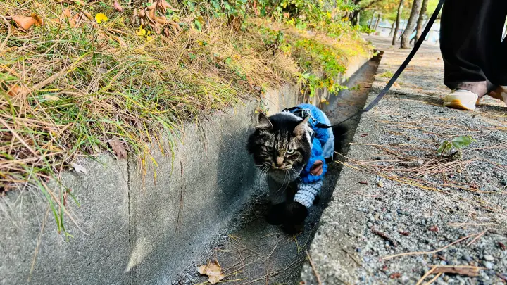 桂浜を散歩 高知のご当地キャラに会えました 猫の本能も発揮した楽しい休日
