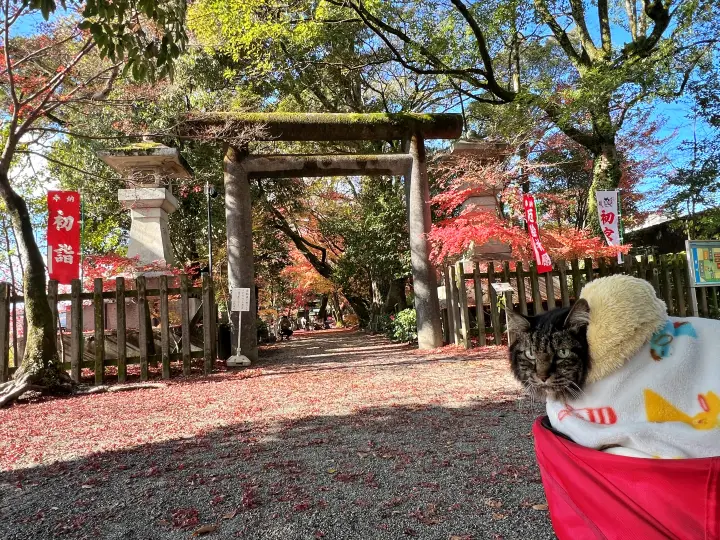 山内神社の紅葉は日本一遅い 猫のトラちゃんも楽しむ 高知のパワースポット