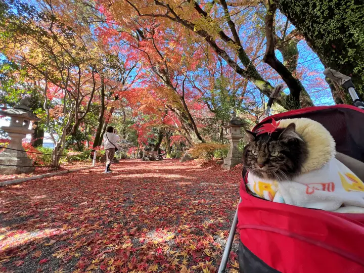 山内神社の紅葉は日本一遅い 猫のトラちゃんも楽しむ 高知のパワースポット