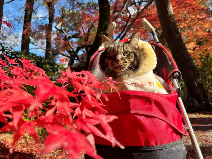 山内神社の紅葉は日本一遅い 猫のトラちゃんも楽しむ 高知のパワースポット