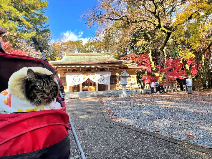 山内神社の紅葉は日本一遅い 猫のトラちゃんも楽しむ 高知のパワースポット