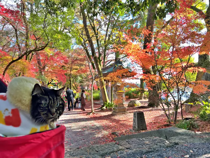 山内神社の紅葉は日本一遅い 猫のトラちゃんも楽しむ 高知のパワースポット