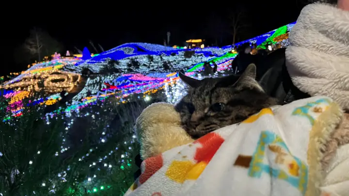 2025年 まんのう公園 イルミネーション