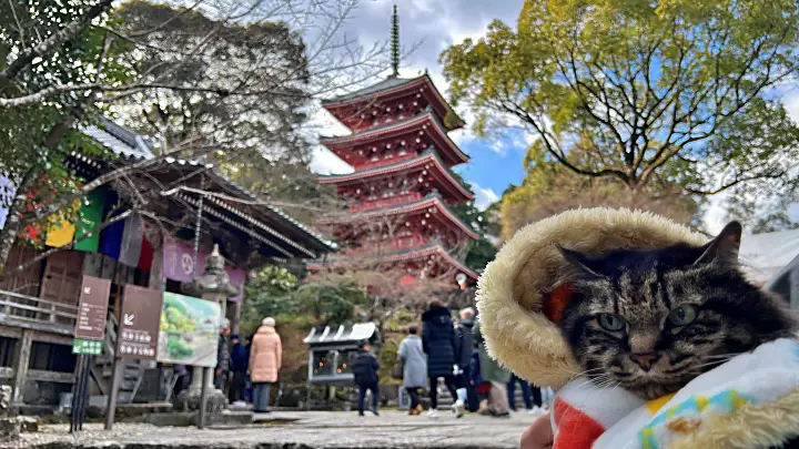 トラちゃんのプロフィール