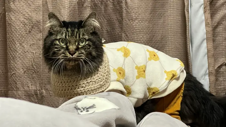 トラちゃんのプロフィール