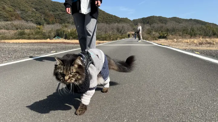 【レア絶景】水がない四万十川・佐田沈下橋を歩く!ペットと一緒に楽しむ特別なお出かけ