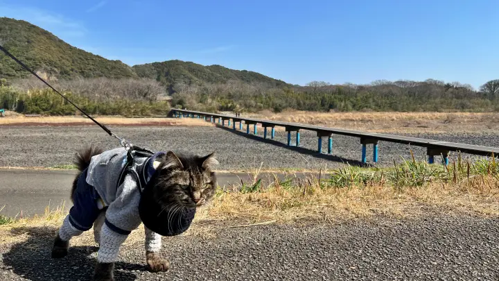 【レア絶景】水がない四万十川・佐田沈下橋を歩く!ペットと一緒に楽しむ特別なお出かけ