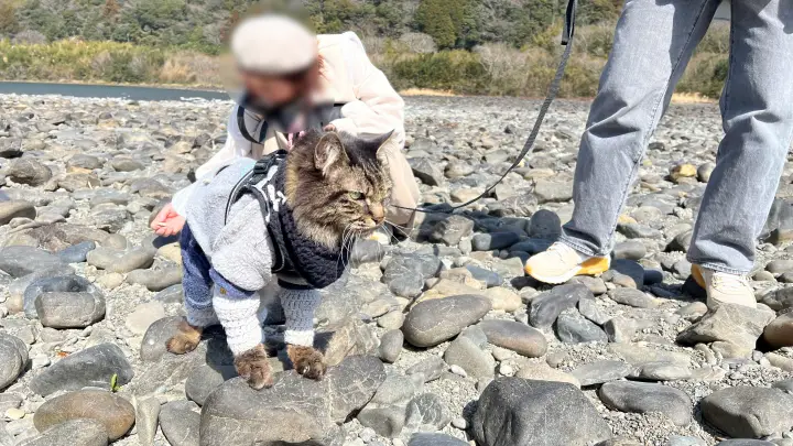 【レア絶景】水がない四万十川・佐田沈下橋を歩く!ペットと一緒に楽しむ特別なお出かけ