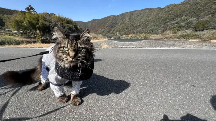 【レア絶景】水がない四万十川・佐田沈下橋を歩く!ペットと一緒に楽しむ特別なお出かけ