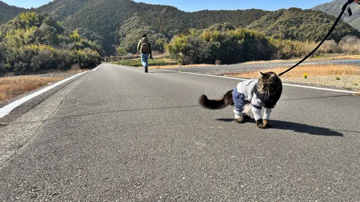 【レア絶景】水がない四万十川・佐田沈下橋を歩く!ペットと一緒に楽しむ特別なお出かけ