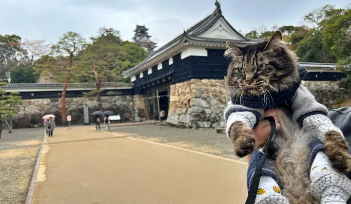 【高知城】「しだれ梅」をペット(猫)と見ながら散歩 ペットが行ける範囲とスロープと階段での行き方