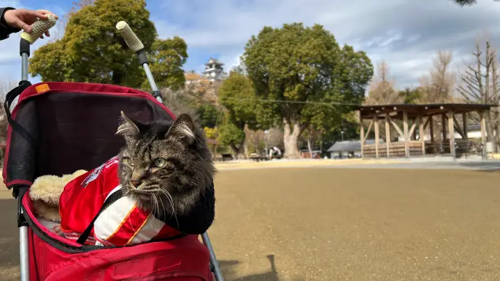 【高知城】「しだれ梅」をペット(猫)と見ながら散歩 ペットが行ける範囲とスロープと階段での行き方