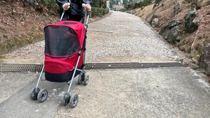 【高知城】「しだれ梅」をペット(猫)と見ながら散歩 ペットが行ける範囲とスロープと階段での行き方