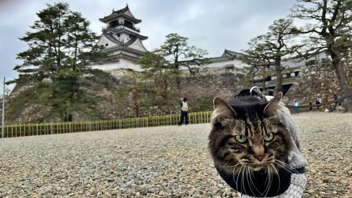 【高知城】「しだれ梅」をペット(猫)と見ながら散歩 ペットが行ける範囲とスロープと階段での行き方