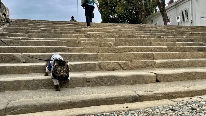 【高知城】「しだれ梅」をペット(猫)と見ながら散歩 ペットが行ける範囲とスロープと階段での行き方