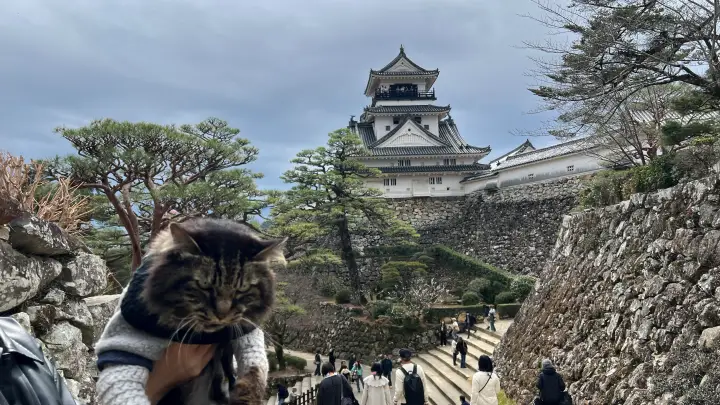 【高知城】「しだれ梅」をペット(猫)と見ながら散歩 ペットが行ける範囲とスロープと階段での行き方