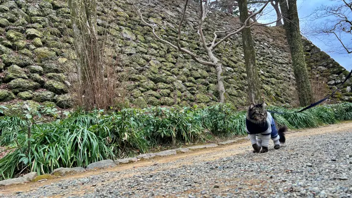 【高知城】「しだれ梅」をペット(猫)と見ながら散歩 ペットが行ける範囲とスロープと階段での行き方