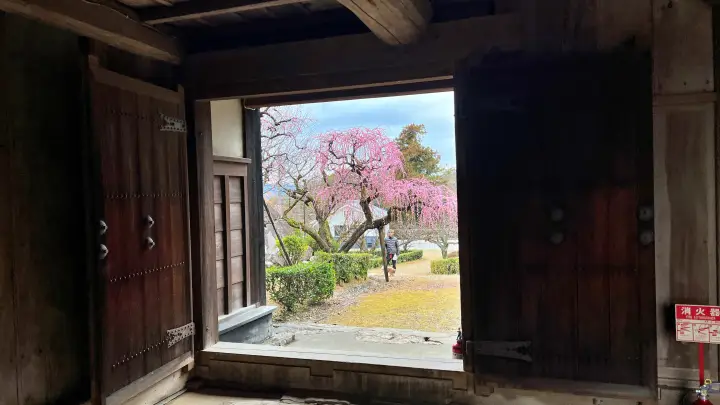 【高知城】「しだれ梅」をペット(猫)と見ながら散歩 ペットが行ける範囲とスロープと階段での行き方