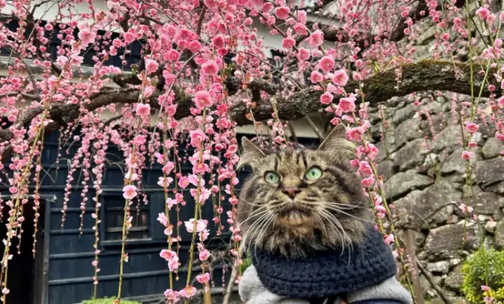 【高知城】「しだれ梅」をペット(猫)と見ながら散歩 ペットが行ける範囲とスロープと階段での行き方