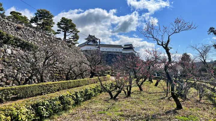 【高知城】「しだれ梅」をペット(猫)と見ながら散歩 ペットが行ける範囲とスロープと階段での行き方