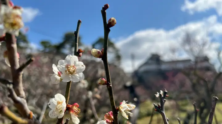 【高知城】「しだれ梅」をペット(猫)と見ながら散歩 ペットが行ける範囲とスロープと階段での行き方