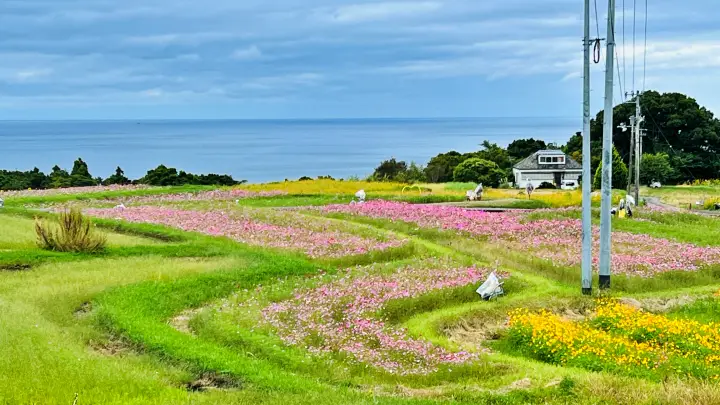 【高知・奈半利町】「コスモスとかかしの里」猫とお出かけガイド 見頃と駐車場情報!