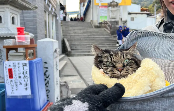 シニア猫と旅行する前に必読｜ペットシーツ・健康管理・持ち物完全ガイド