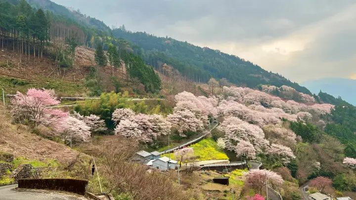 【仁淀川町】ひょうたん桜へ猫とお花見！ペット連れの注意点と見どころを紹介