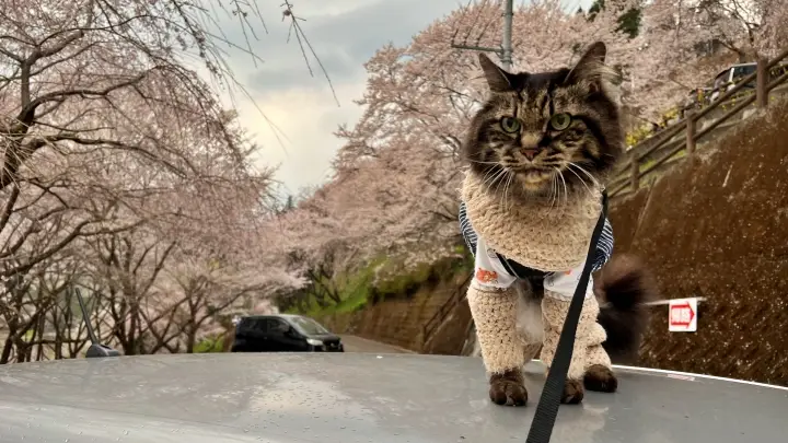 【仁淀川町】ひょうたん桜へ猫とお花見！ペット連れの注意点と見どころを紹介