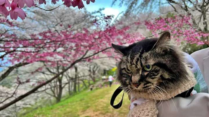 【仁淀川町】ひょうたん桜へ猫とお花見！ペット連れの注意点と見どころを紹介