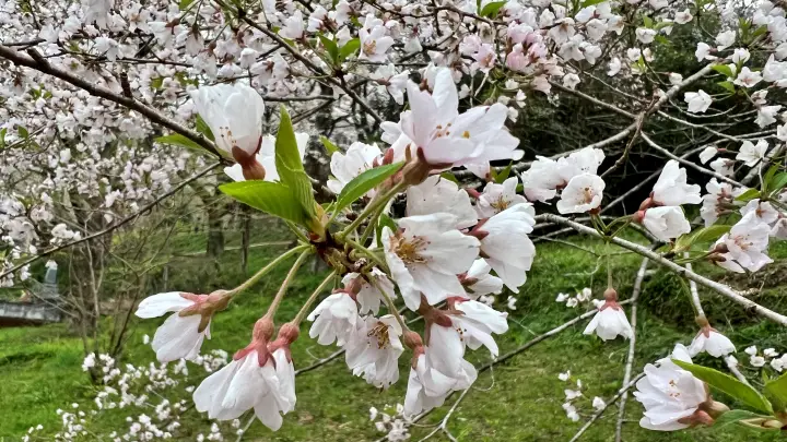 【仁淀川町】ひょうたん桜へ猫とお花見！ペット連れの注意点と見どころを紹介