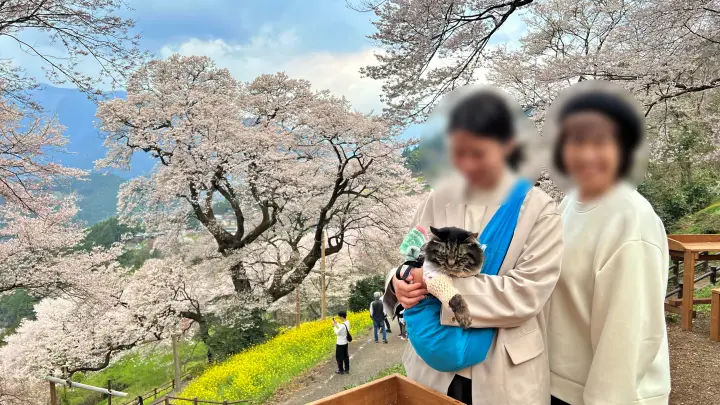 【仁淀川町】ひょうたん桜へ猫とお花見！ペット連れの注意点と見どころを紹介