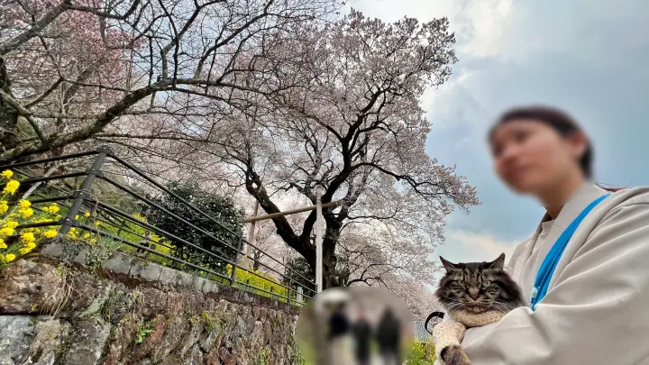 【仁淀川町】ひょうたん桜へ猫とお花見！ペット連れの注意点と見どころを紹介