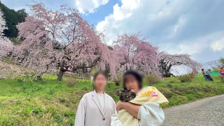 【高知・仁淀川町】中越家のしだれ桜を見頃に愛猫と満喫！駐車場・アクセスとペット連れお花見の注意点