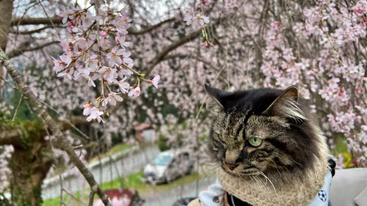 【高知・仁淀川町】中越家のしだれ桜を見頃に愛猫と満喫！駐車場・アクセスとペット連れお花見の注意点