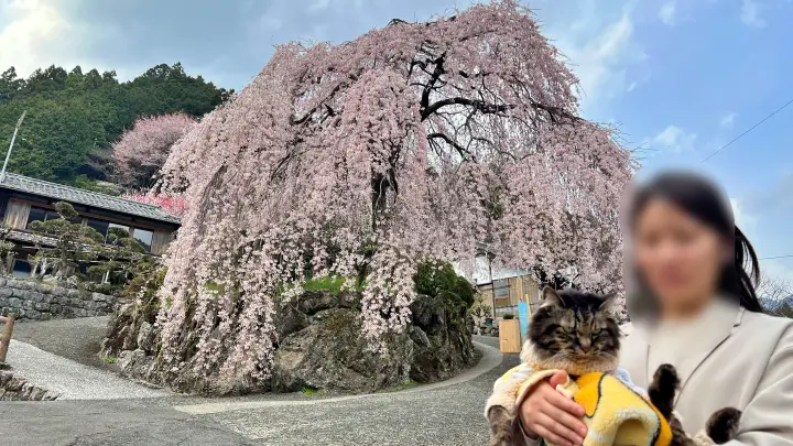 【高知・仁淀川町】中越家のしだれ桜を見頃に愛猫と満喫！駐車場・アクセスとペット連れお花見の注意点