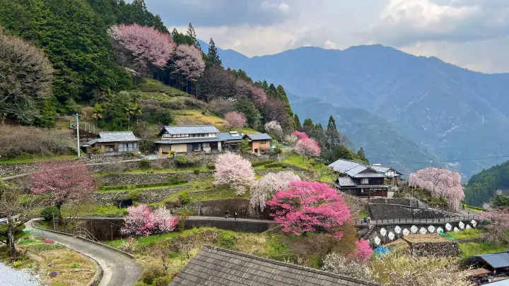【高知・仁淀川町】中越家のしだれ桜を見頃に愛猫と満喫！駐車場・アクセスとペット連れお花見の注意点