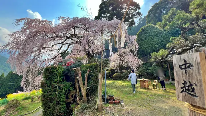 【高知・仁淀川町】中越家のしだれ桜を見頃に愛猫と満喫！駐車場・アクセスとペット連れお花見の注意点