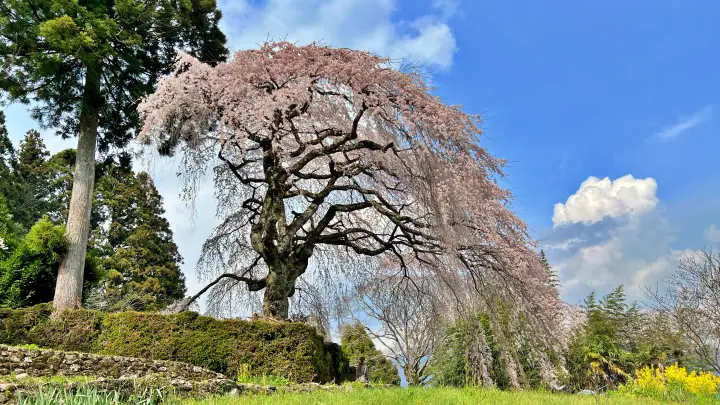 【高知・仁淀川町】中越家のしだれ桜を見頃に愛猫と満喫！駐車場・アクセスとペット連れお花見の注意点