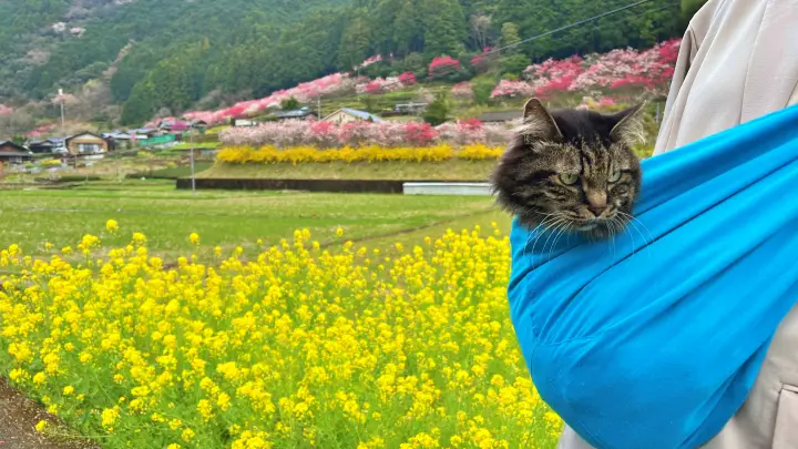 シニア猫と旅行する前に必読｜ペットシーツ・健康管理・持ち物完全ガイド