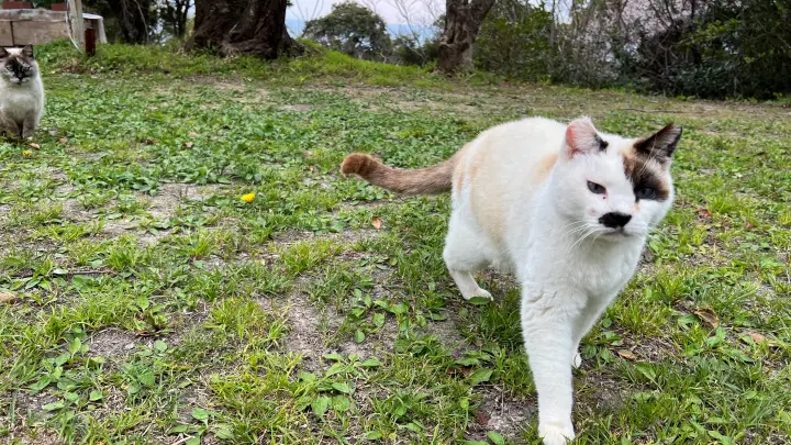 【高知・南国】琴平神社はペットと行ける桜の名所 トラちゃんと出会った思い出の場所で19回目のお花見