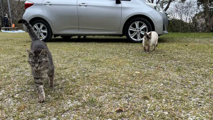 【高知・南国】琴平神社はペットと行ける桜の名所 トラちゃんと出会った思い出の場所で19回目のお花見